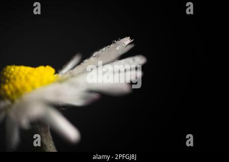 Nahaufnahme der Gänseblümchen (Bellis perennis) Foto. Extrem-Makro. Tropfen, Tröpfchen auf weißen Blütenblättern. Stockfoto