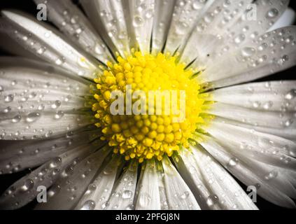 Nahaufnahme der Gänseblümchen (Bellis perennis) Foto. Extrem-Makro. Tropfen, Tröpfchen auf weißen Blütenblättern. Stockfoto