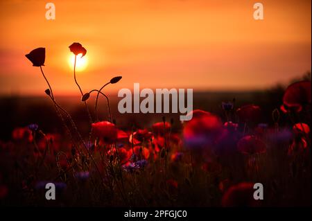 Mohnblumen und Knospen vor der untergehenden Sonne und dem roten Himmel Stockfoto