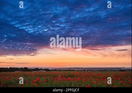 Mohnfeld nach Sonnenuntergang unter Rindenwolken Stockfoto