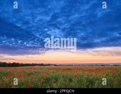 Mohnfeld nach Sonnenuntergang unter Rindenwolken Stockfoto