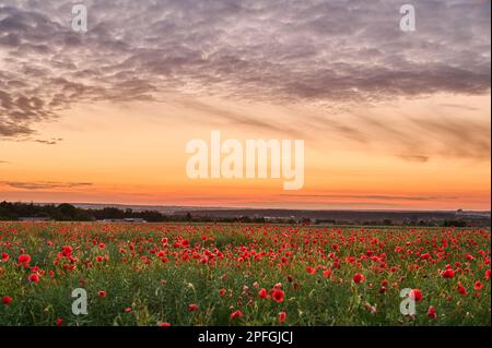 Mohnfeld nach Sonnenuntergang unter Rindenwolken Stockfoto