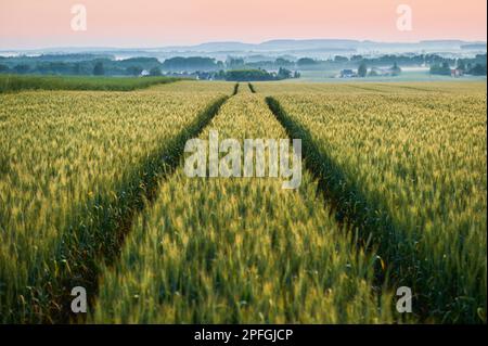 Traktorspuren auf einem grünen Getreidefeld in der Nähe des Waldes Stockfoto