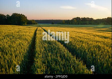 Traktorspuren auf einem grünen Getreidefeld in der Nähe des Waldes Stockfoto