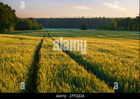 Traktorspuren auf einem grünen Getreidefeld in der Nähe des Waldes Stockfoto