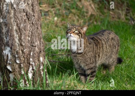 Schottische Wildkatze-Felis silvestris silvestris. Stockfoto