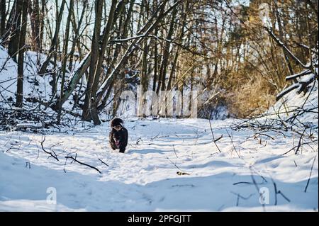 Schwarzer Hund auf einem Winterspaziergang im Wald Stockfoto