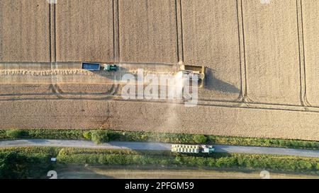 Ernte eines Weizenfeldes in North Yorkshire an einem Sommerabend. UK. Stockfoto