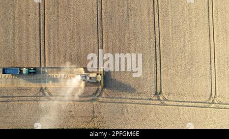 Ernte eines Weizenfeldes in North Yorkshire an einem Sommerabend. UK. Stockfoto