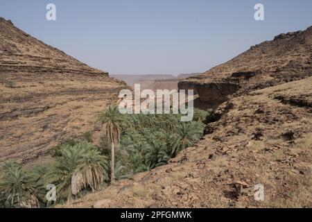 Die üppige Trejit-Oase mit Palmen und Grün blüht inmitten der trockenen, felsigen Landschaft der Sahara in der Region Adrar, Mauretanien. Stockfoto