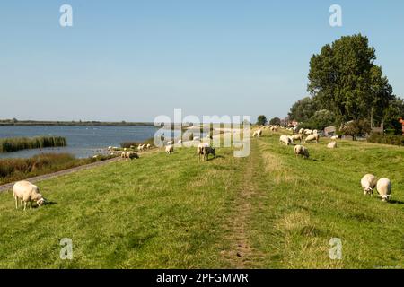 Schafe grasen auf dem Deich in der Nähe des Fischerdorfes Makkum in Friesland. Stockfoto