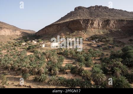 Die üppige Trejit-Oase mit Palmen und Grün blüht inmitten der trockenen, felsigen Landschaft der Sahara in der Region Adrar, Mauretanien. Stockfoto