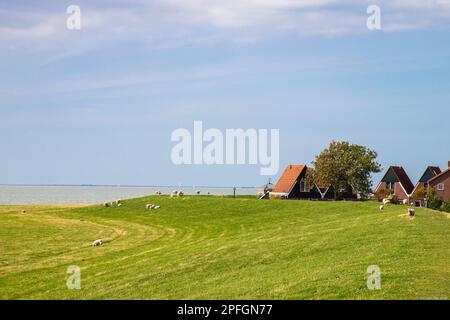 Schafe grasen auf der Wiese in der Nähe der Stadt Hindeloopen in Friesland. Stockfoto