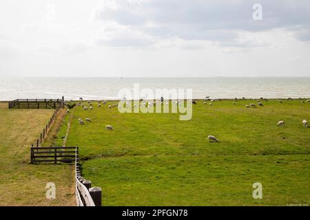 Weideschafe auf dem Deich des IJsselmeers (früher Zuiderzee) der friesischen Stadt Hindeloopen in den Niederlanden Stockfoto