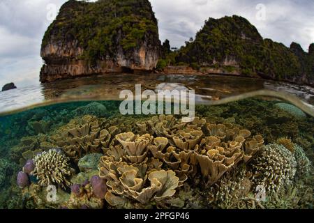 Eine Reihe gesunder Hart- und Weichkorallen gedeihen in den flachen Gebieten von Raja Ampat, Indonesien. Diese tropische Region ist für ihre hohe biologische Vielfalt der Meere bekannt. Stockfoto