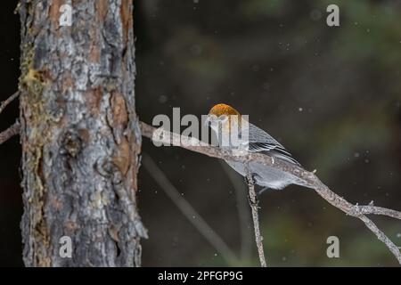 Pine Grosbeak, Pinicola Enucleator, weiblich an der Fütterungsstation in Sax-Zim Bog, Minnesota, USA Stockfoto