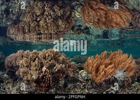 Eine Reihe gesunder Hart- und Weichkorallen gedeihen in den flachen Gebieten von Raja Ampat, Indonesien. Diese tropische Region ist für ihre hohe biologische Vielfalt der Meere bekannt. Stockfoto