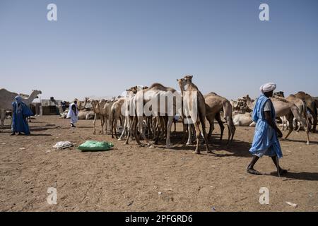 Kamelhändler. Nouakchott Camel Market, Nouakchott, Mauretanien, Westafrika, Afrika. Stockfoto