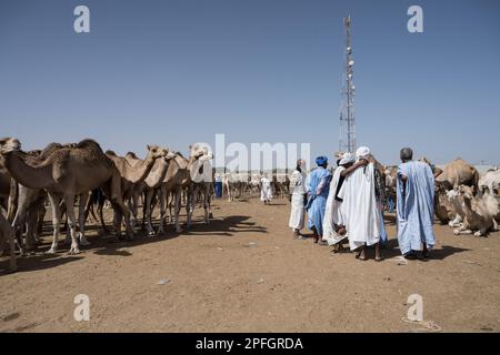 Kamelhändler. Nouakchott Camel Market, Nouakchott, Mauretanien, Westafrika, Afrika. Stockfoto