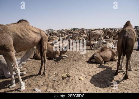 Nouakchott Camel Market, Nouakchott, Mauretanien, Westafrika, Afrika. Stockfoto