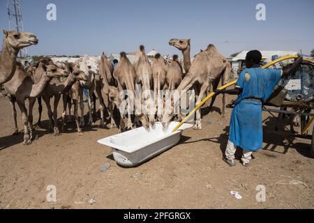 Kamelhändler. Nouakchott Camel Market, Nouakchott, Mauretanien, Westafrika, Afrika. Stockfoto