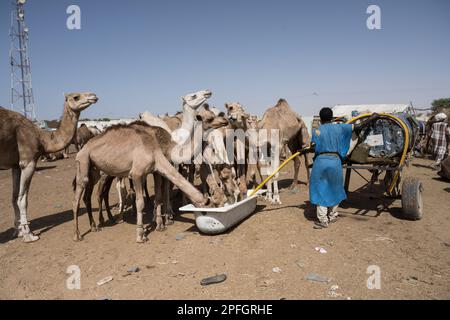 Kamelhändler. Nouakchott Camel Market, Nouakchott, Mauretanien, Westafrika, Afrika. Stockfoto