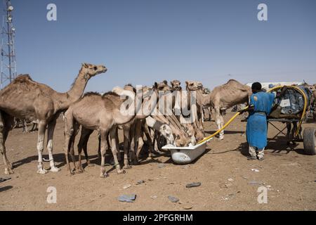 Kamelhändler. Nouakchott Camel Market, Nouakchott, Mauretanien, Westafrika, Afrika. Stockfoto