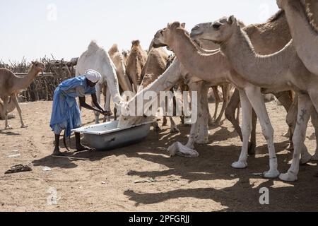 Kamelhändler. Nouakchott Camel Market, Nouakchott, Mauretanien, Westafrika, Afrika. Stockfoto