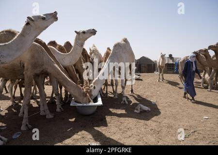 Kamelhändler. Nouakchott Camel Market, Nouakchott, Mauretanien, Westafrika, Afrika. Stockfoto