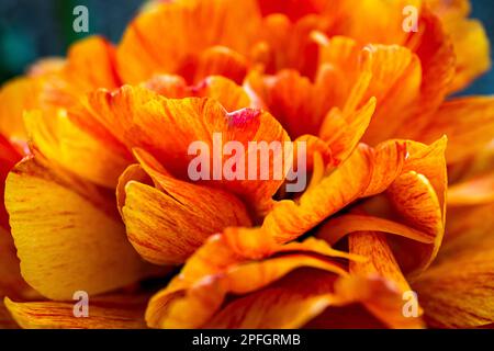 Nahaufnahme einer orangefarbenen und roten Doppeltulpe mit einer Fülle von Blütenblättern in der Mitte, beleuchtet durch natürliches Sonnenlicht Stockfoto