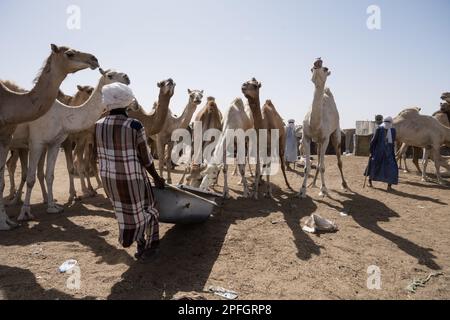 Kamelhändler. Nouakchott Camel Market, Nouakchott, Mauretanien, Westafrika, Afrika. Stockfoto