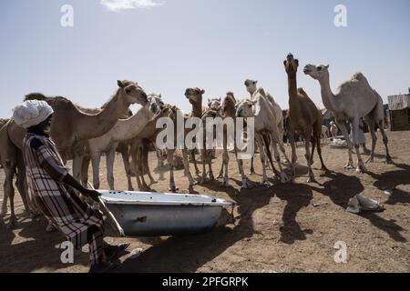 Kamelhändler. Nouakchott Camel Market, Nouakchott, Mauretanien, Westafrika, Afrika. Stockfoto