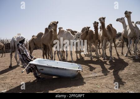 Kamelhändler. Nouakchott Camel Market, Nouakchott, Mauretanien, Westafrika, Afrika. Stockfoto