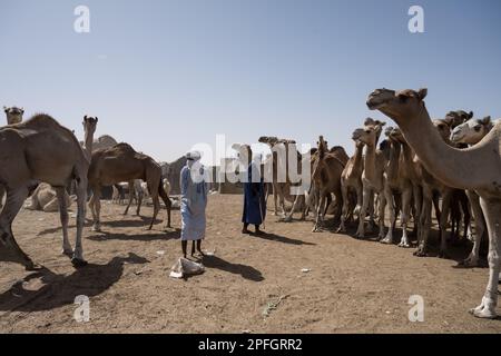 Kamelhändler. Nouakchott Camel Market, Nouakchott, Mauretanien, Westafrika, Afrika. Stockfoto