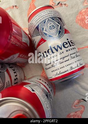 Budweiser ist ein beliebtes Pilsner-Bier in den USA, 2023 Stockfoto