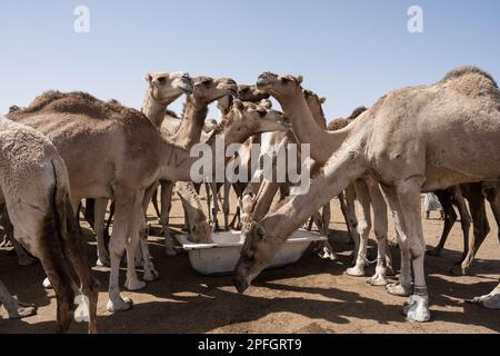 Nouakchott Camel Market, Nouakchott, Mauretanien, Westafrika, Afrika. Stockfoto