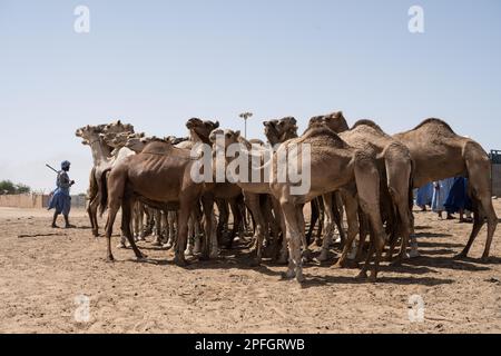 Kamelhändler. Nouakchott Camel Market, Nouakchott, Mauretanien, Westafrika, Afrika. Stockfoto