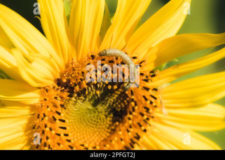 Raupen ernähren sich von Pollen und blühenden Sonnenblumenblättern. Stockfoto