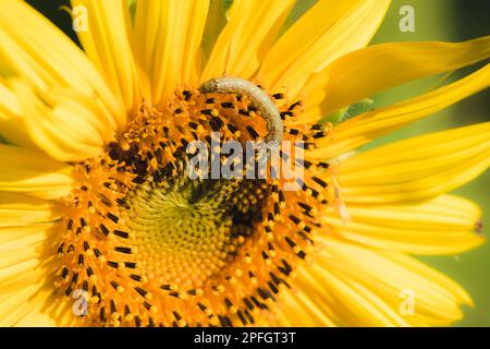 Raupen ernähren sich von Pollen und blühenden Sonnenblumenblättern. Stockfoto