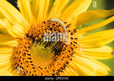 Raupen ernähren sich von Pollen und blühenden Sonnenblumenblättern. Stockfoto