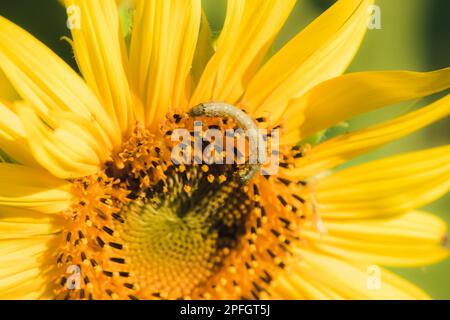 Raupen ernähren sich von Pollen und blühenden Sonnenblumenblättern. Stockfoto
