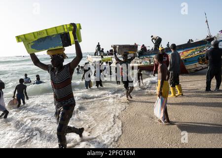 Afrikanische Fischer, die den Fischfang des Tages entladen. Port de Peche, Nouakchotts berühmter Fischmarkt, Plage des Pecheurs. Mauretanien. Stockfoto