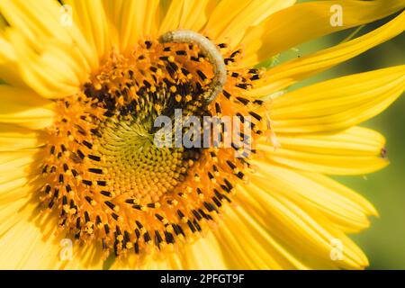 Raupen ernähren sich von Pollen und blühenden Sonnenblumenblättern. Stockfoto