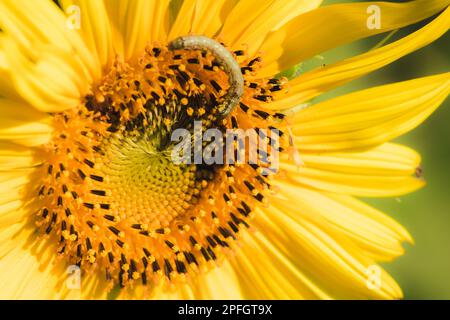 Raupen ernähren sich von Pollen und blühenden Sonnenblumenblättern. Stockfoto