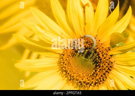 Raupen ernähren sich von Pollen und blühenden Sonnenblumenblättern. Stockfoto