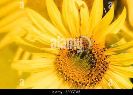 Raupen ernähren sich von Pollen und blühenden Sonnenblumenblättern. Stockfoto