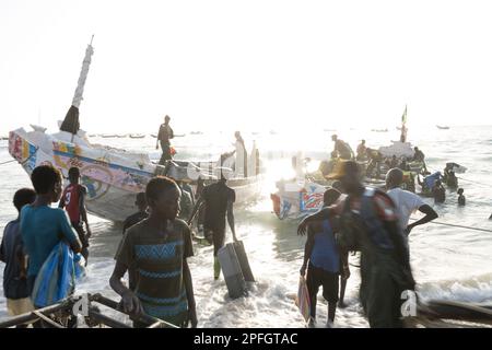 Afrikanische Fischer, die den Fischfang des Tages entladen. Port de Peche, Nouakchotts berühmter Fischmarkt, Plage des Pecheurs. Mauretanien. Stockfoto