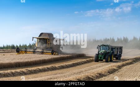 Zugmaschine und Anhänger, die neben einem Mähdrescher fahren und darauf warten, bei Bedarf mitzuziehen, um den Anhänger zu füllen. North Yorkshire, Großbritannien. Stockfoto