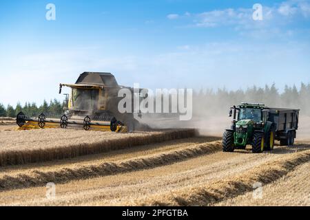 Zugmaschine und Anhänger, die neben einem Mähdrescher fahren und darauf warten, bei Bedarf mitzuziehen, um den Anhänger zu füllen. North Yorkshire, Großbritannien. Stockfoto