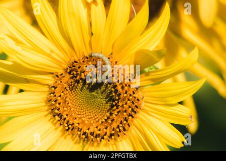 Raupen ernähren sich von Pollen und blühenden Sonnenblumenblättern. Stockfoto